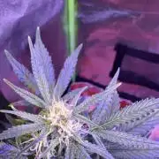 Indoor - random seeds