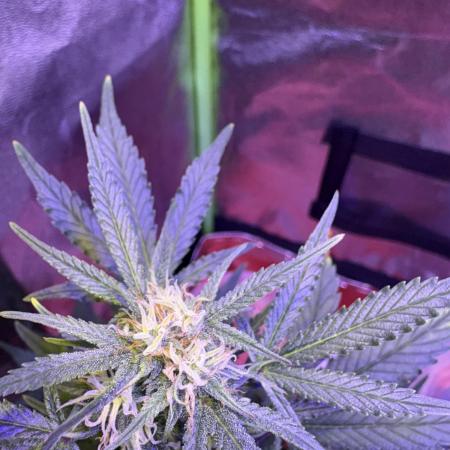 Indoor - random seeds