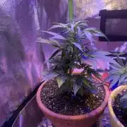 Indoor - random seeds