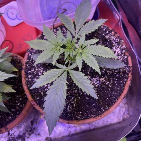 Mystic Gorilla Auto