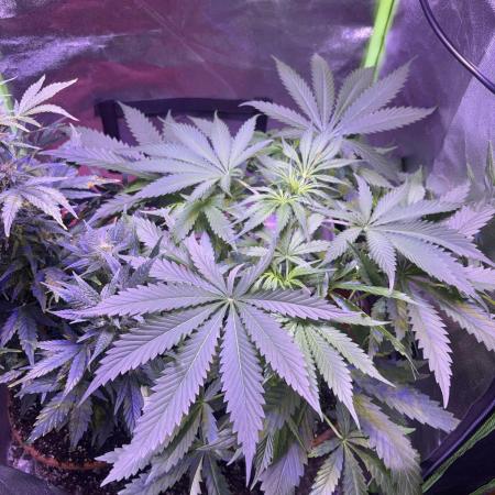 Mystic Gorilla Auto