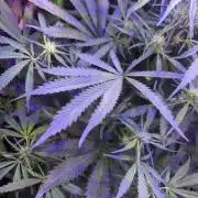 Mystic Gorilla Auto