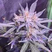 Indoor - random seeds