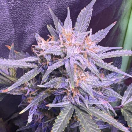 Indoor - random seeds