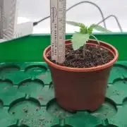 Super Lemon Haze x GMO