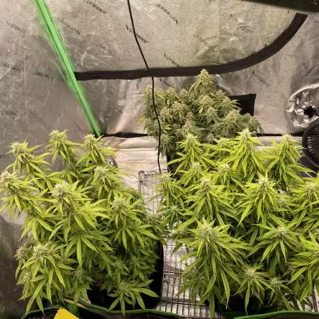 First Grow - Autoflowers in 4x4 with LED