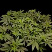 Grand Daddy  Purpple