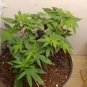 Grand Daddy  Purpple