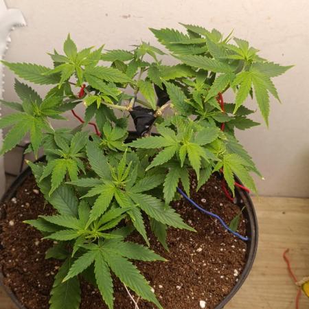 Grand Daddy  Purpple
