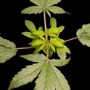 Gorilla Cookiea Auto