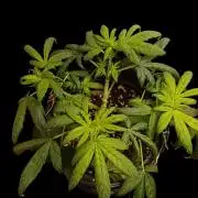 Gorilla Cookiea Auto