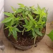 Grand Daddy  Purpple