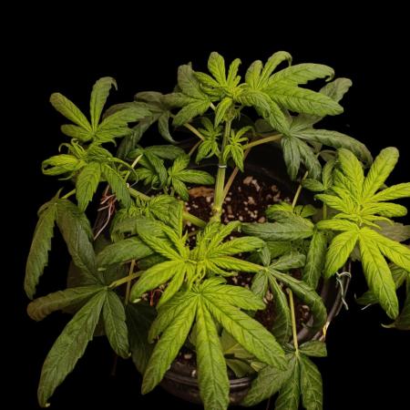 Gorilla Cookiea Auto