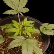 Gorilla Cookiea Auto