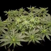 Grand Daddy  Purpple