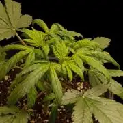 Gorilla Cookiea Auto