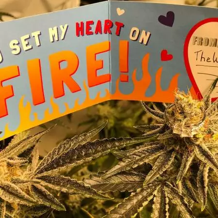 Sweet seeds