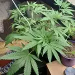 Amnesia lemon