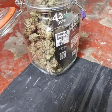 Gorilla Cookies FF - Mars Hydro FC 3000