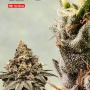 F001 Dutch Passion test strain