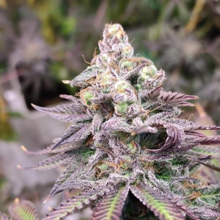 Red tropicana cookies