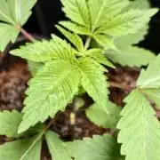Triploid - SSSC Test Strain