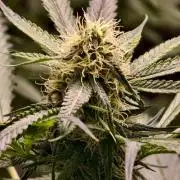F1 Precision - SSSC Test Strain