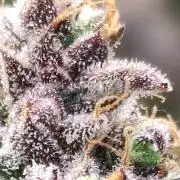 Red tropicana cookies