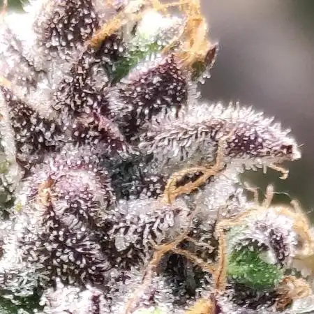Red tropicana cookies