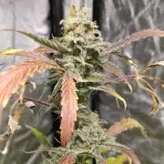 Fumepop Auto