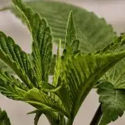 Triploid - SSSC Test Strain