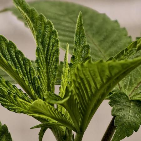 Triploid - SSSC Test Strain