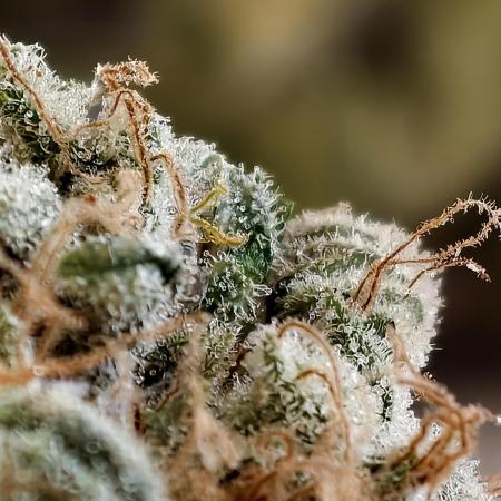 F027 Dutch Passion test strain