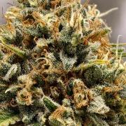 F026 Dutch Passion test strain