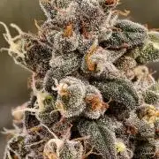 F002 Dutch Passion test strain