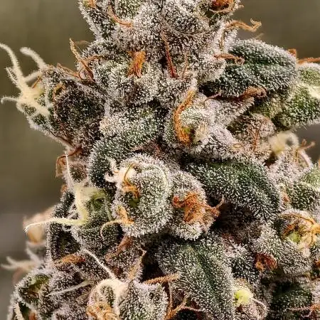 F002 Dutch Passion test strain