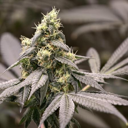 F001 Dutch Passion test strain
