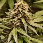 OG - SSSC Test Strain