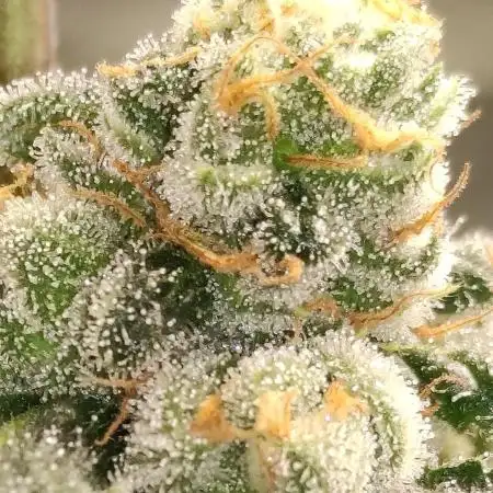 Orange bud 2.0