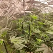 Red tropicana cookies