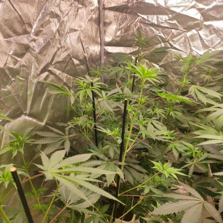 Red tropicana cookies