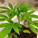 Red tropicana cookies