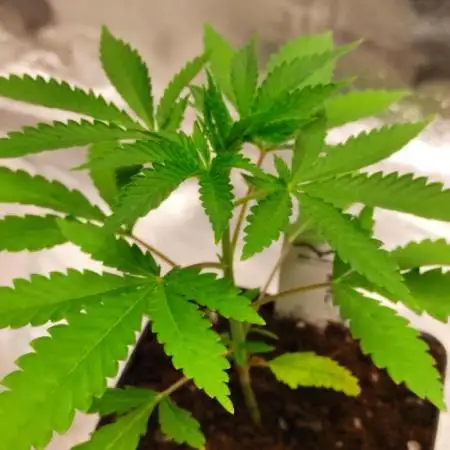 Red tropicana cookies