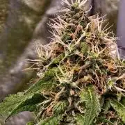 Triploid - SSSC Test Strain