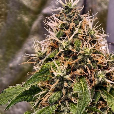 Triploid - SSSC Test Strain