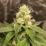 Orange bud 2.0