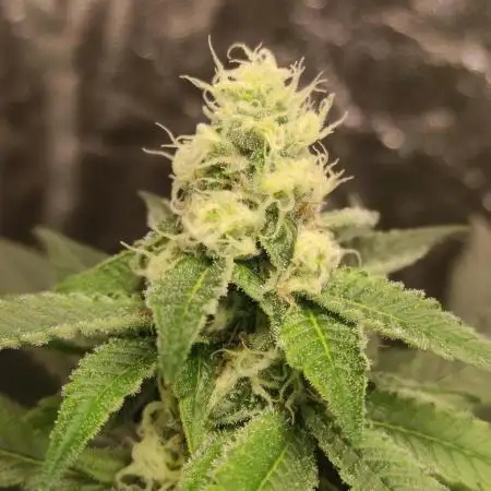 Orange bud 2.0