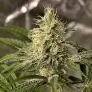 F028 Dutch Passion test strain