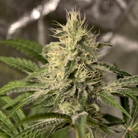 F028 Dutch Passion test strain