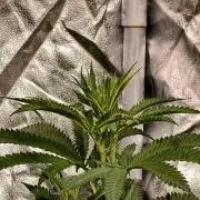 Banana Cream OG